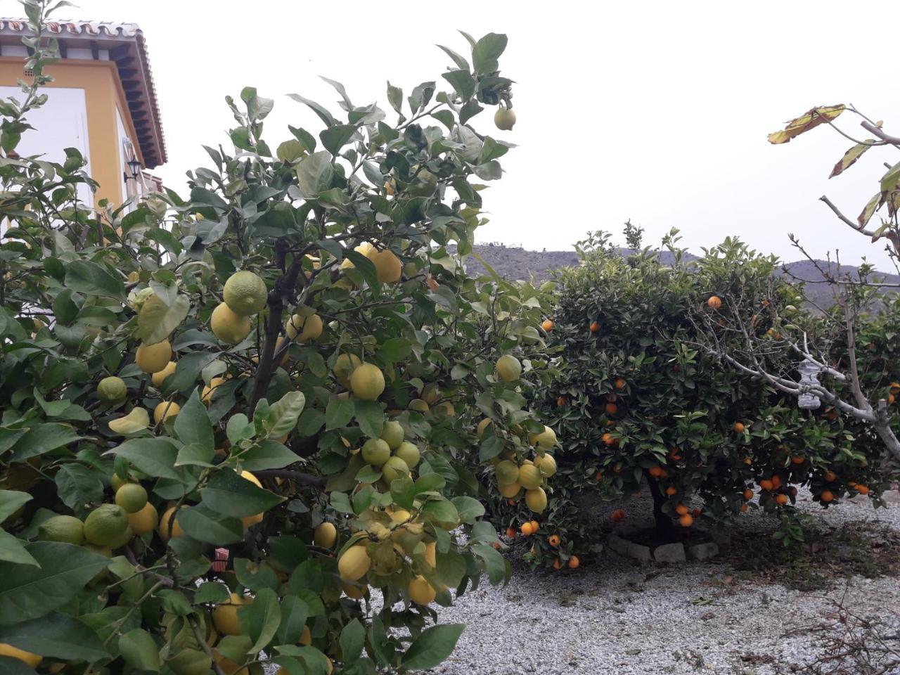 Alojamiento Colina Del Sol Torrox Bagian luar foto